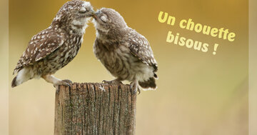 Aperçu de la carte : Un chouette
bisous !