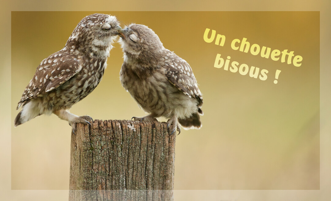 Deux petites chouettes tachetées, perchées sur un poteau en bois, se touchent le bec tendrement, les yeux fermés, sur un fond flou.