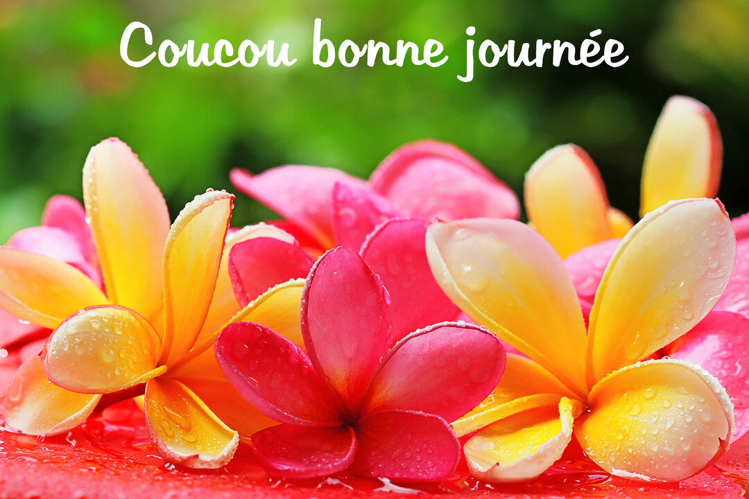 Gros plan sur de magnifiques fleurs de frangipanier roses et jaunes, parsemées de gouttelettes d'eau, avec un fond vert naturel et flouté.