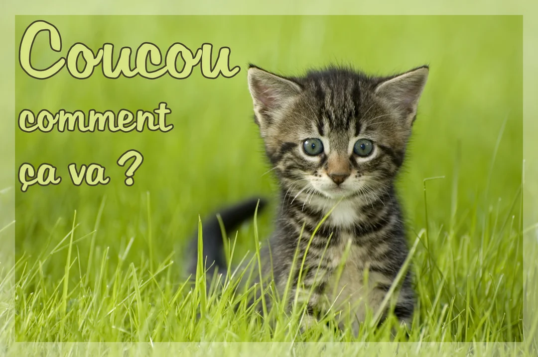 Un jeune chaton tigré au regard curieux est assis dans de hautes herbes vertes, fixant l'objectif avec ses grands yeux clairs.