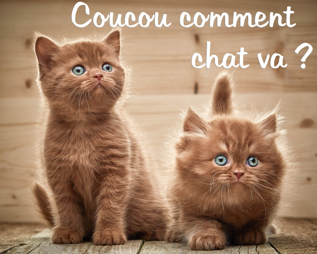 Deux jeunes chatons roux aux yeux bleus sont assis sur une surface en bois devant un fond en bois, avec un texte humoristique.