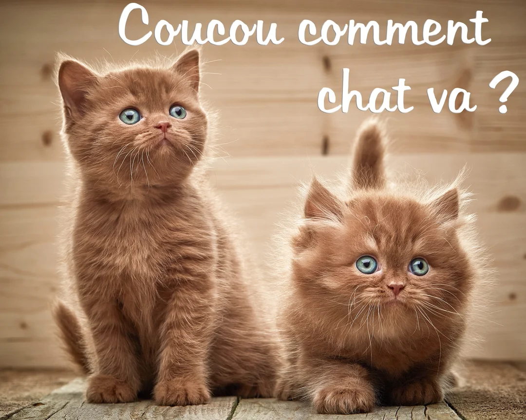Deux jeunes chatons roux aux yeux bleus sont assis sur une surface en bois devant un fond en bois, avec un texte humoristique.