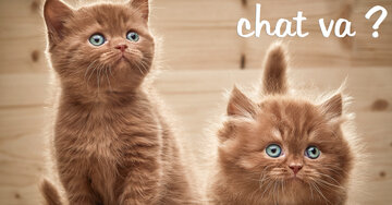 Aperçu de la carte : Coucou comment chat va ?