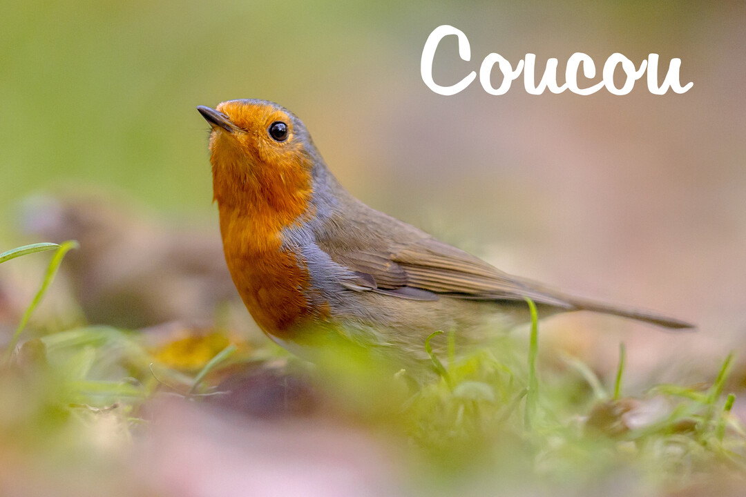 Photographie en gros plan d'un rouge-gorge au plastron orangé, debout dans la verdure, le regard tourné vers le haut à gauche.
