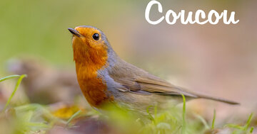 Aperçu de la carte : Coucou