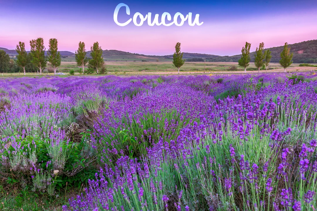 Un vaste champ de lavande en fleurs s'étend sous un ciel crépusculaire, avec une rangée d'arbres et des collines verdoyantes à l'horizon.