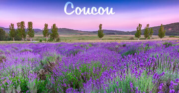 Aperçu de la carte : Coucou