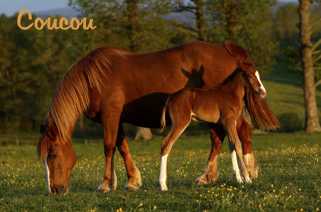 Une jument marron broute de l'herbe à côté de son poulain dans une prairie ensoleillée, sous un ciel lumineux et des arbres.