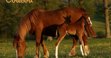 Aperçu de la carte : Coucou toi !