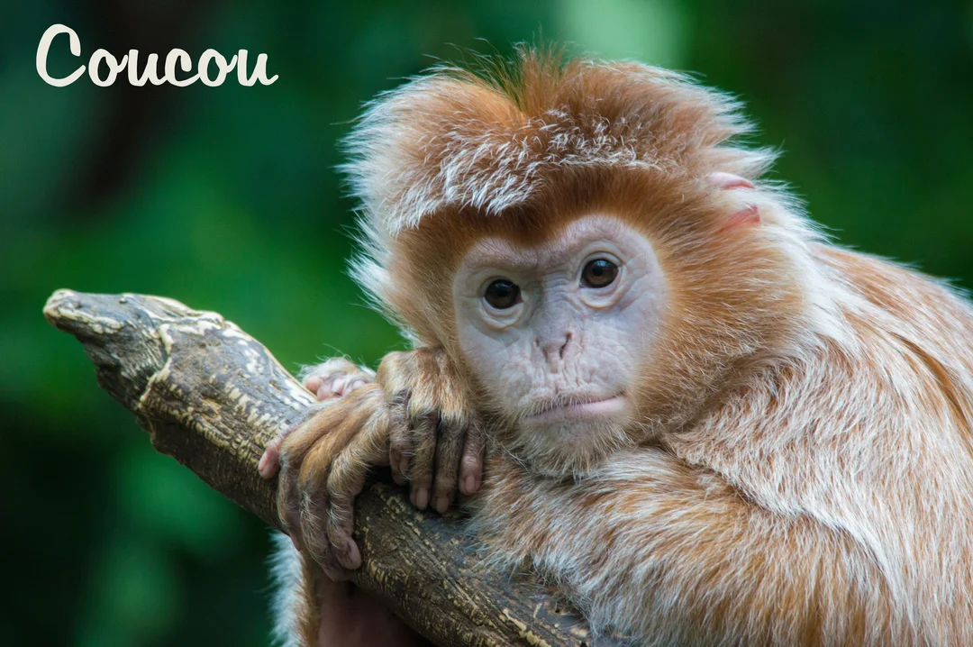 Gros plan d'un petit singe au pelage roux et blanc, posé sur une branche d'arbre avec un regard contemplatif et doux.