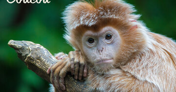 Aperçu de la carte : Coucou