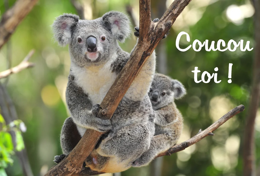 Une photographie d'une maman koala s'agrippant à une branche avec son bébé sur le dos, tous deux regardant l'objectif attentivement.
