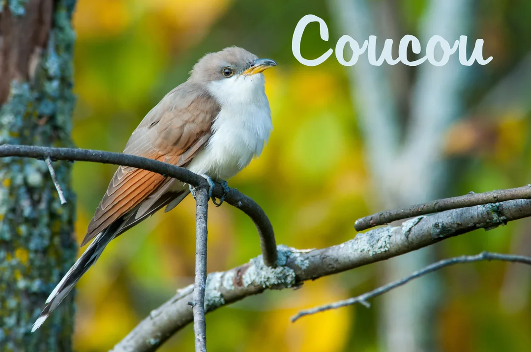 Un oiseau au plumage marron et blanc est perché sur une branche, avec le mot 'Coucou' écrit en blanc au-dessus de lui.