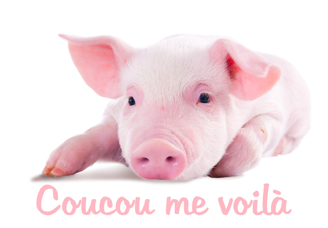 Un jeune cochon rose, aux yeux noirs et au groin délicat, est allongé de tout son long sur un fond entièrement blanc.