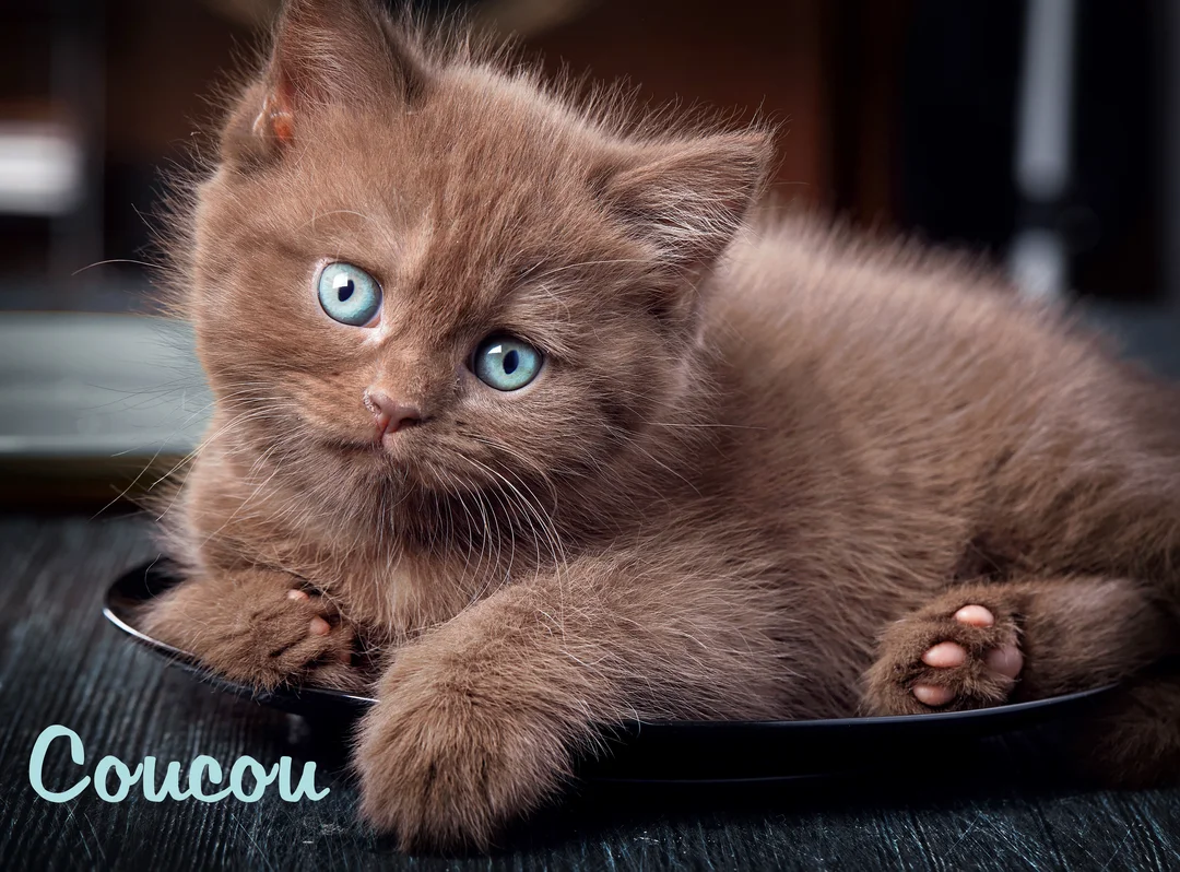Un jeune chaton duveteux de couleur marron avec des yeux bleus vifs est allongé dans une assiette noire, fixant l'objectif.