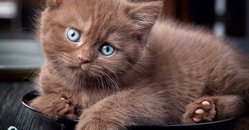 Aperçu de la carte : Coucou