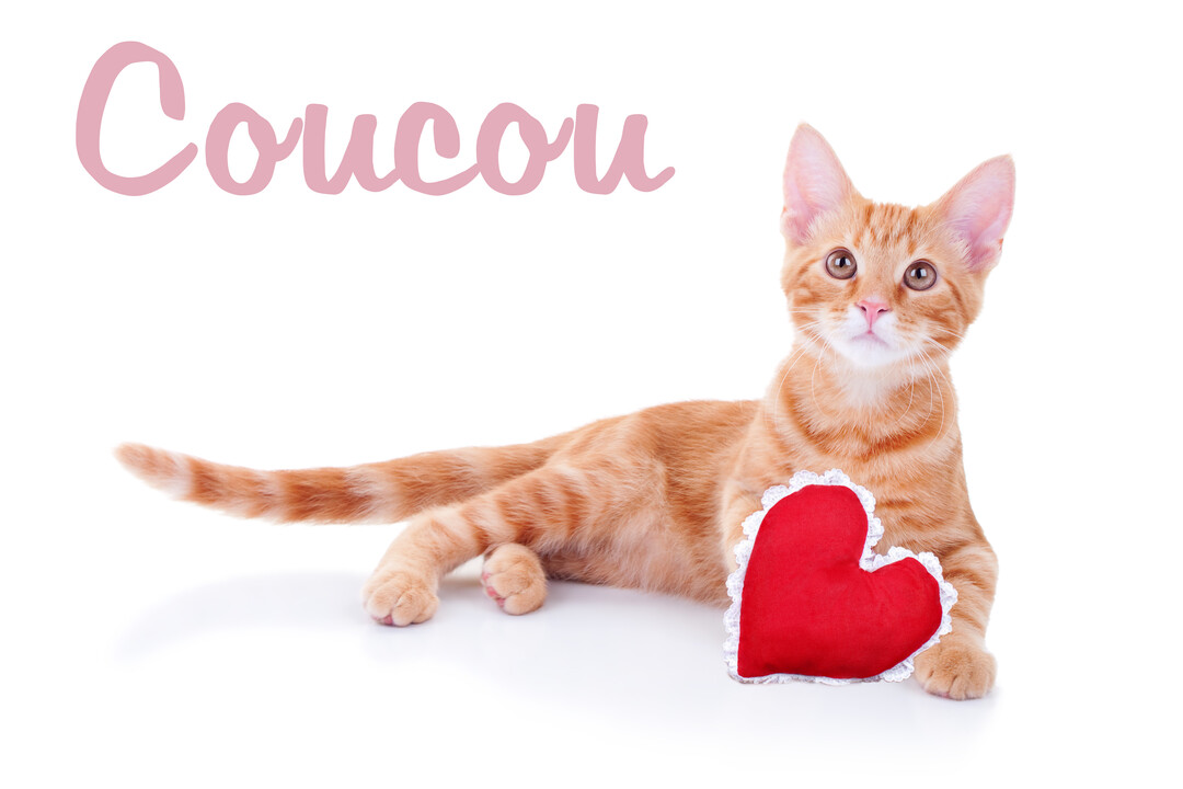 Un jeune chat roux tigré est allongé sur un fond blanc, posant une patte sur un petit coussin en forme de cœur.