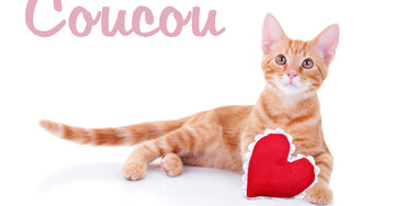 Aperçu de la carte : Coucou