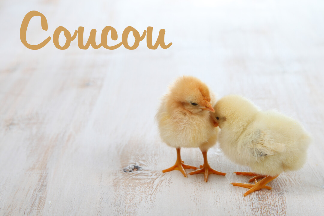 Deux petits poussins jaunes, duveteux et mignons, se tiennent proches l'un de l'autre sur un fond de bois clair et texturé.