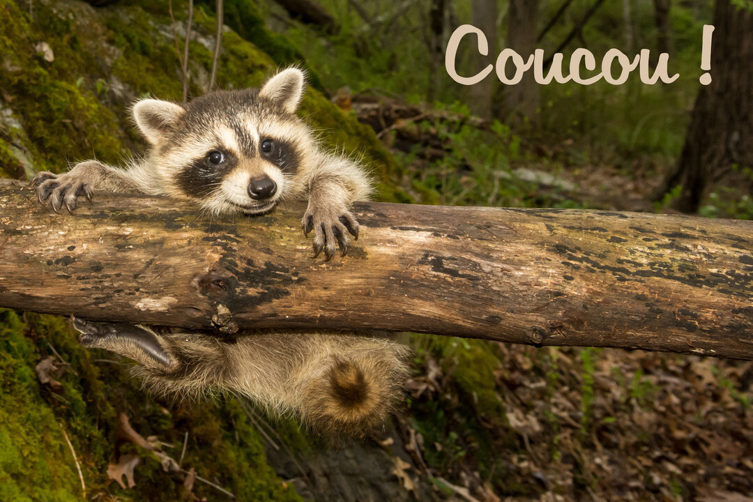 Un jeune raton laveur au pelage gris et noir s'agrippe à un tronc d'arbre, regardant la caméra dans un décor de forêt verdoyante.