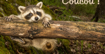 Aperçu de la carte : Coucou