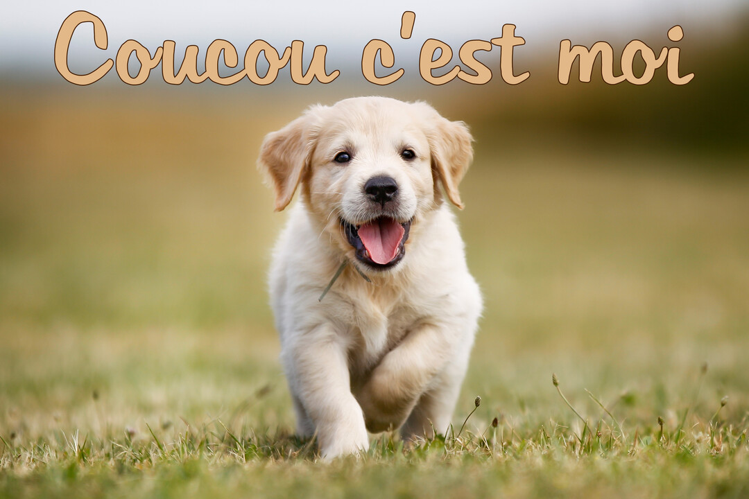 Un jeune chiot Golden Retriever de couleur crème court joyeusement vers l'avant sur une pelouse verte, la gueule ouverte et la langue sortie.