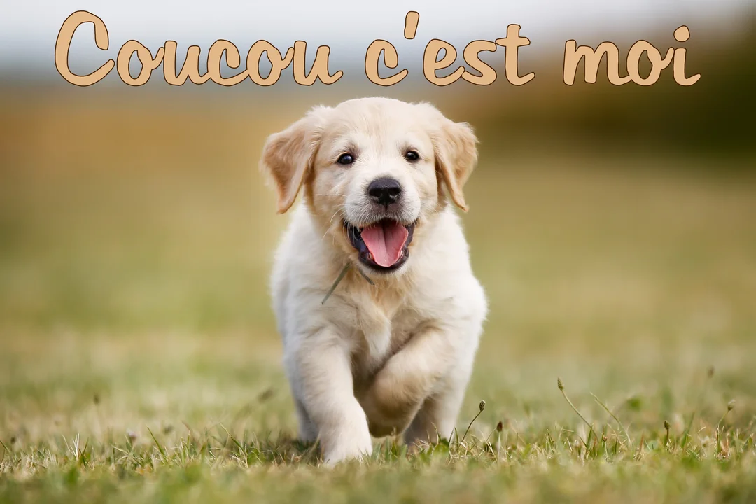 Un jeune chiot Golden Retriever de couleur crème court joyeusement vers l'avant sur une pelouse verte, la gueule ouverte et la langue sortie.