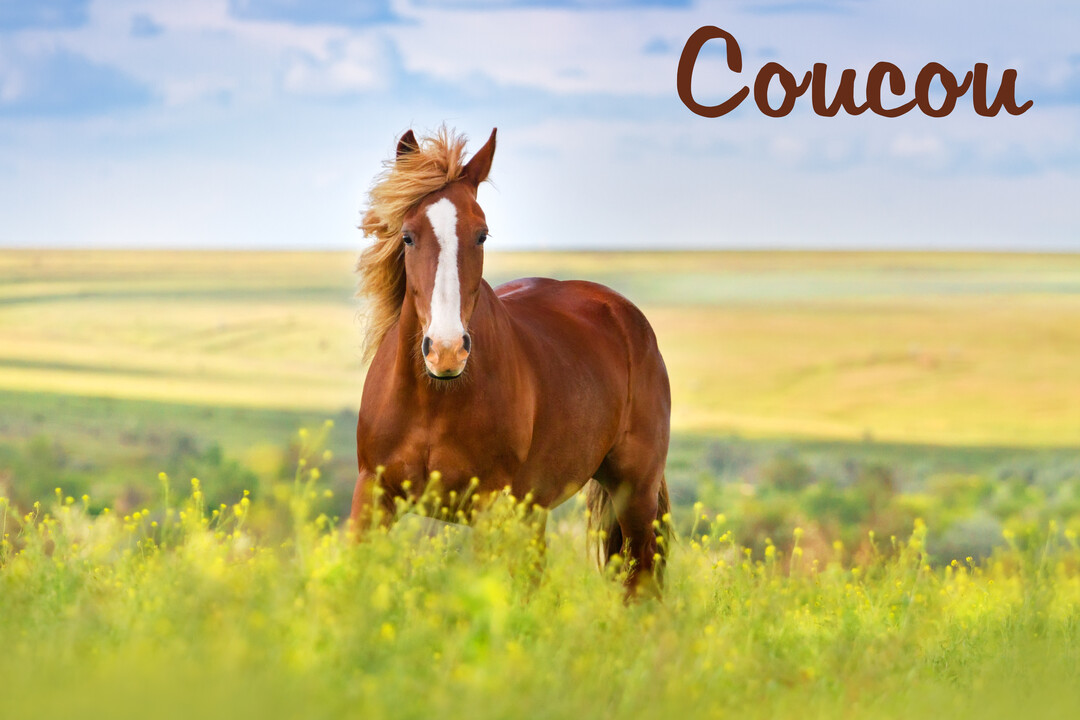 Un cheval marron avec une marque blanche sur le visage se tient dans un champ d'herbe verte et de fleurs jaunes, regardant la caméra.