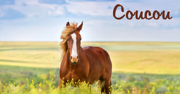 Aperçu de la carte : Coucou