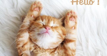 Aperçu de la carte : Hello