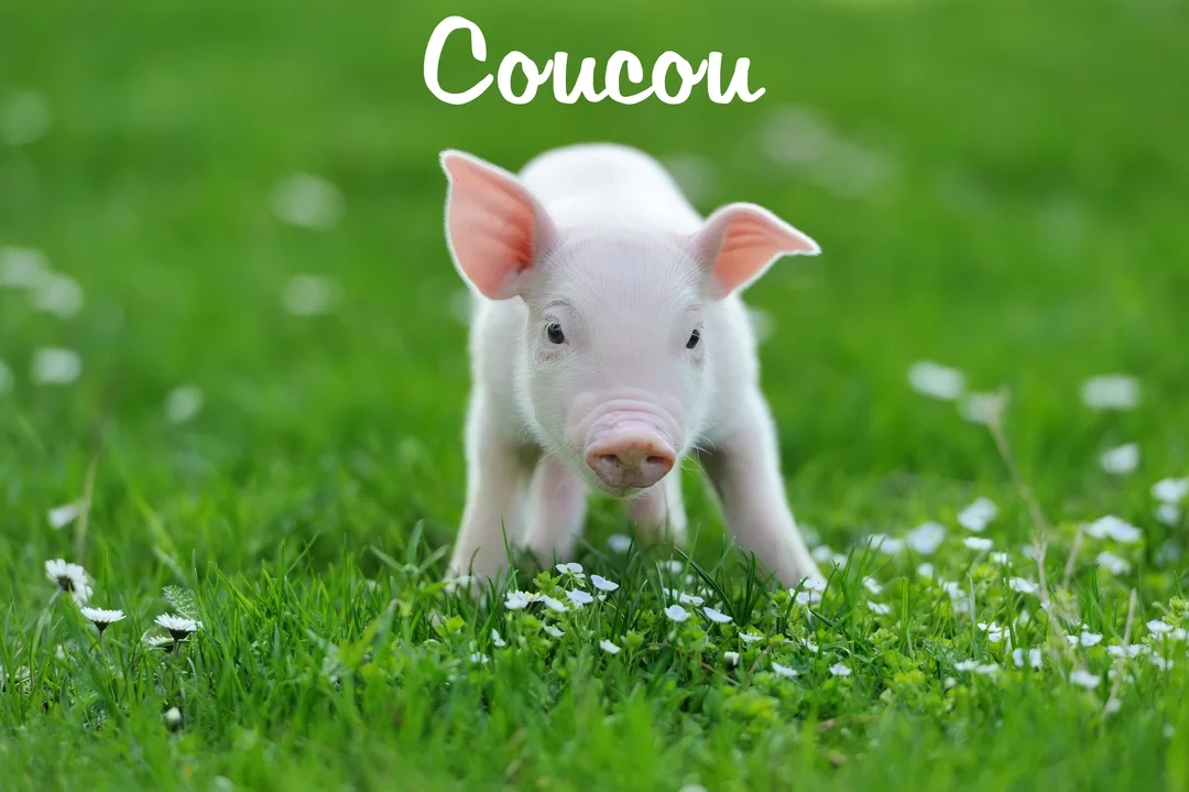 Un jeune porcelet rose se tient dans une prairie verdoyante parsemée de petites fleurs blanches, regardant droit devant avec une expression curieuse.