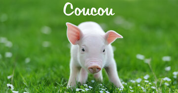 Aperçu de la carte : Coucou