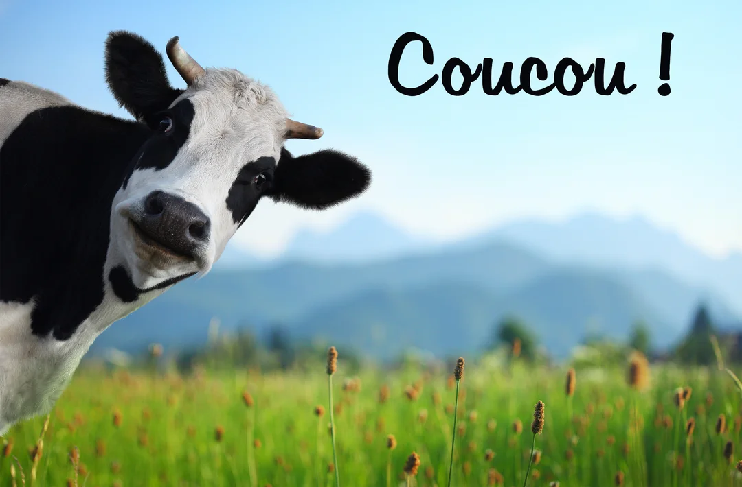 Une vache tachetée de noir et blanc penche sa tête au premier plan, devant un champ vert et des montagnes au loin sous un ciel bleu.