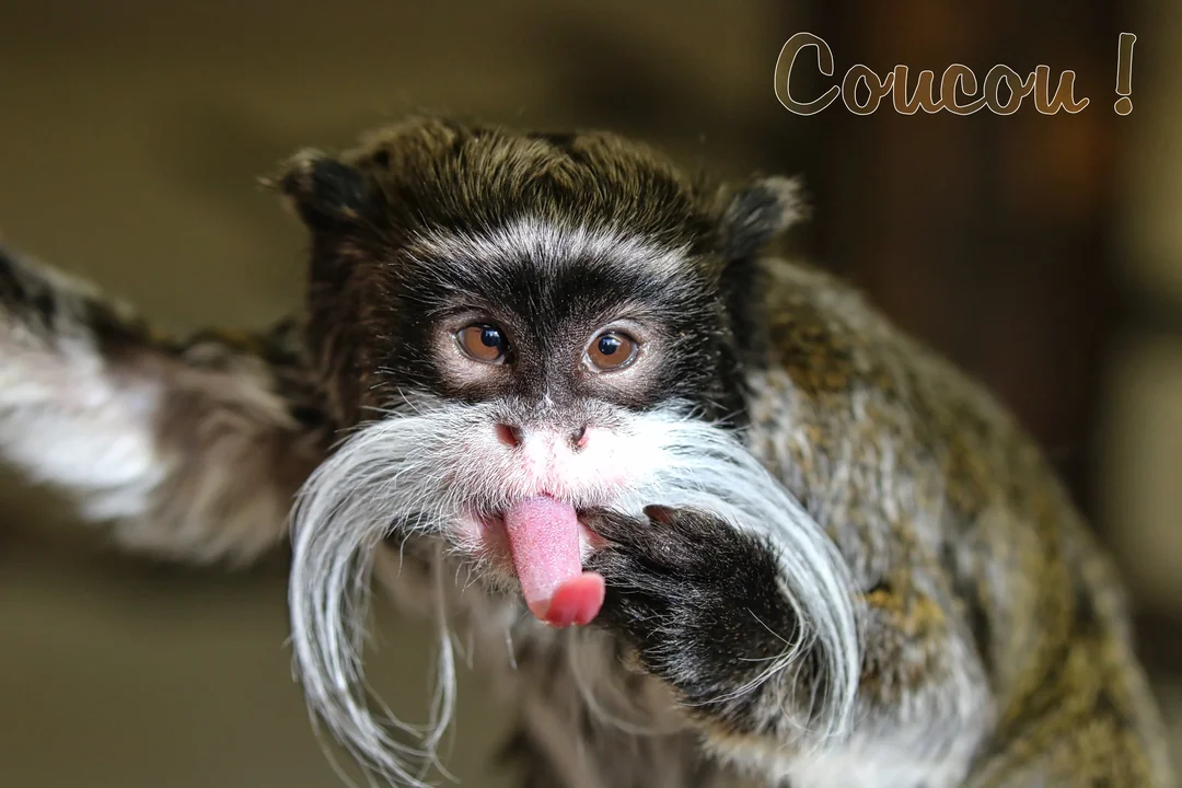 Un tamarin empereur avec une grande moustache blanche regarde l'objectif en léchant sa patte, sa langue rose bien visible.