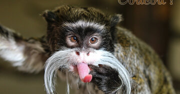 Aperçu de la carte : Coucou