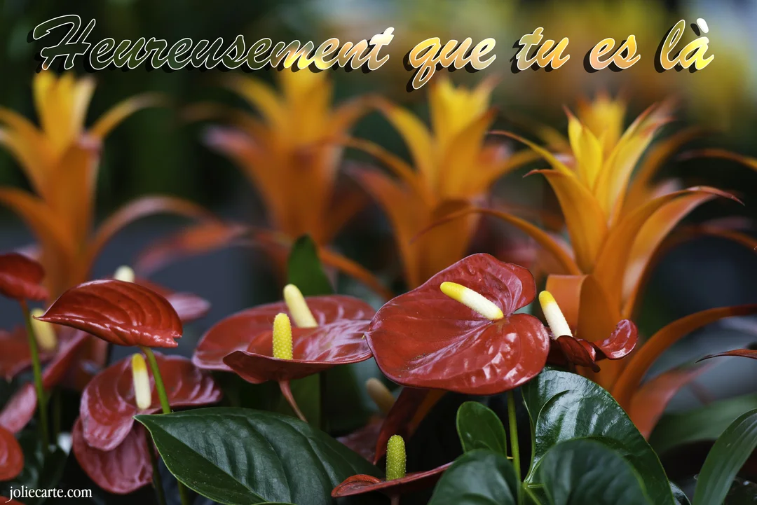 Une composition florale luxuriante avec des anthuriums rouges et des guzmanias orange, surmontée du texte manuscrit "Heureusement que tu es là".