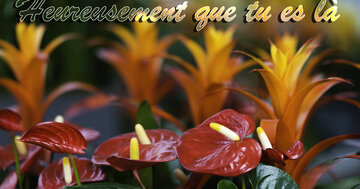 Aperçu de la carte : Heureusement que tu es là