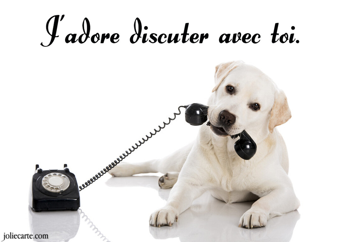 Un chien labrador crème est allongé et tient dans sa gueule le combiné d'un vieux téléphone noir à cadran posé à côté de lui.