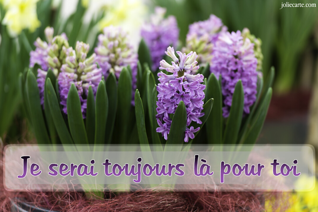 Gros plan sur des fleurs de jacinthe violettes et leurs feuilles vertes, avec une inscription superposée disant 'Je serai toujours là pour toi'.