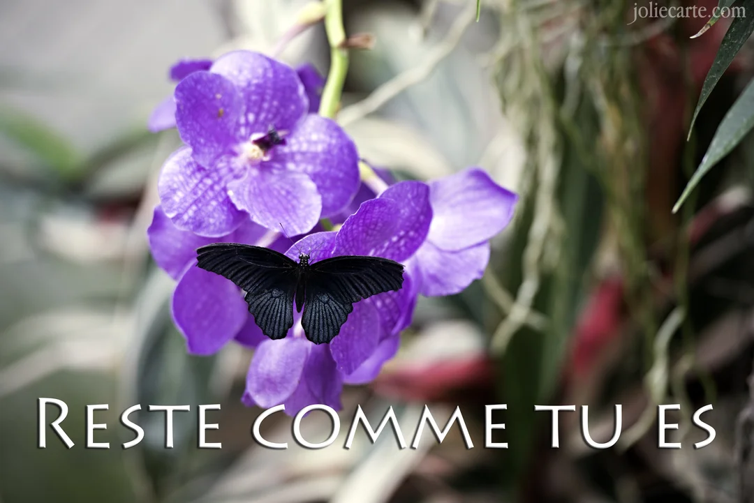 Un papillon noir aux ailes déployées est délicatement posé sur une grappe de fleurs d'orchidées d'un violet intense, sur un fond végétal flou.