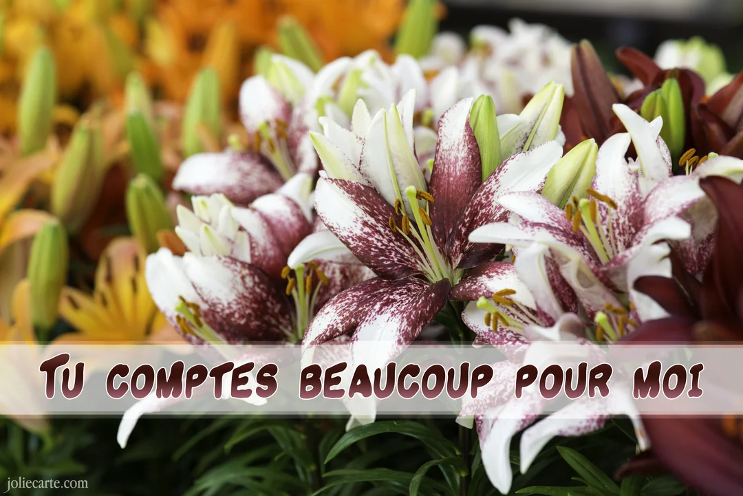 Gros plan sur un bouquet luxuriant de lys tachetés de pourpre et blanc, avec des lys orange en arrière-plan flouté.