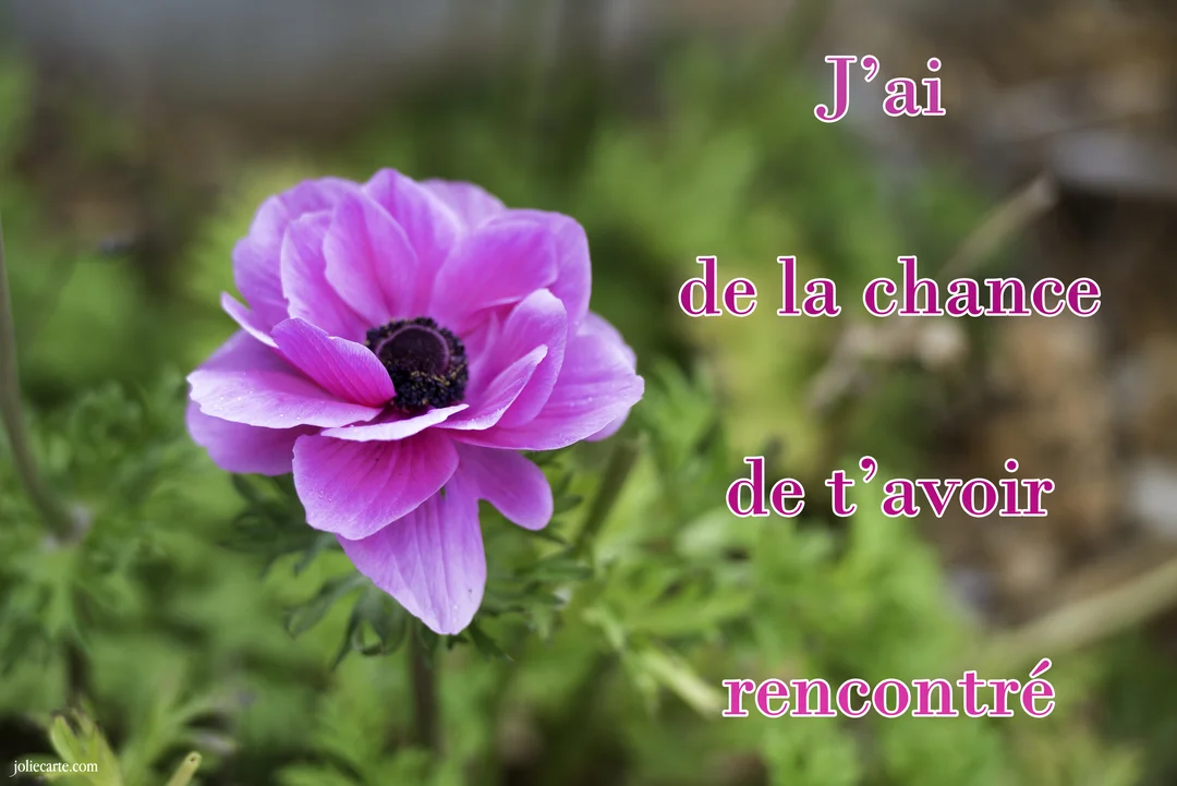 Photographie en gros plan d'une fleur d'anémone rose vif avec un cœur noir, sur un arrière-plan de verdure floue et un texte superposé.