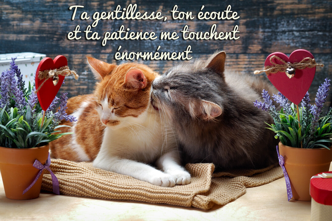 Un chat gris à poil long lèche tendrement la tête d'un chat roux et blanc, tous deux blottis sur un tricot marron.