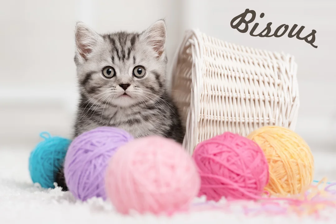Un petit chaton gris et noir au regard curieux est assis derrière des pelotes de laine rose, violette, bleue et jaune.
