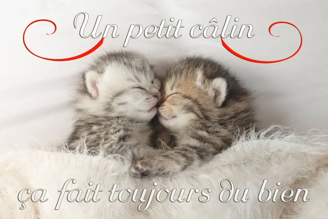 Deux très jeunes chatons tigrés, gris et marron, dorment paisiblement blottis l'un contre l'autre sur une couverture blanche duveteuse.