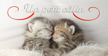 Aperçu de la carte : Un petit câlin ça fait toujours du bien