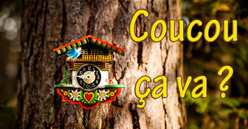 Aperçu de la carte : Coucou ça va ?