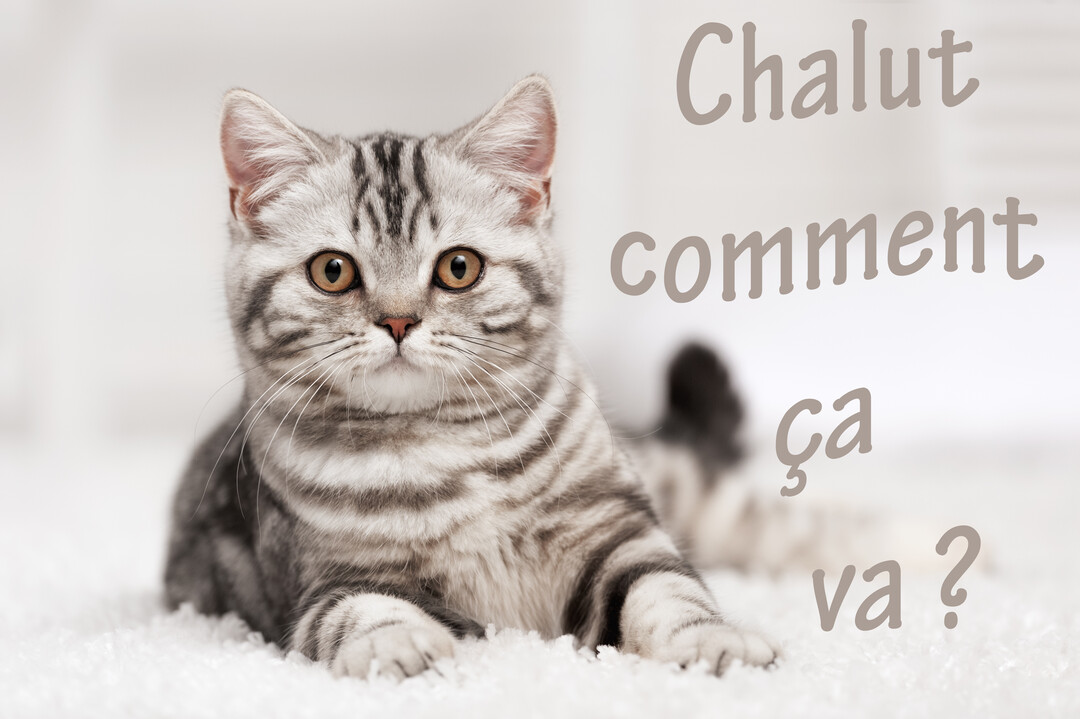 Un adorable chaton gris argenté de type British Shorthair est couché sur une couverture blanche, fixant l'objectif avec de grands yeux curieux.