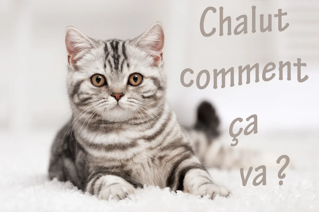 Un adorable chaton gris argenté de type British Shorthair est couché sur une couverture blanche, fixant l'objectif avec de grands yeux curieux.