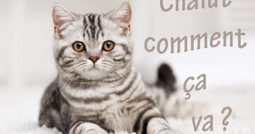 Aperçu de la carte : Chalut comment ça va ?